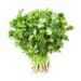 big bunch of fresh green cilantro isolated