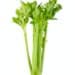 Celery isolated on white background. top view