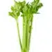 Celery Isolated On White Background. Top View