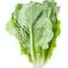 fresh Romaine lettuce isolated on white