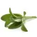 Sage Herb Leaves Bouquet Isolated On White Background Cutout.