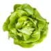 top view of fresh butterhead lettuce isolated