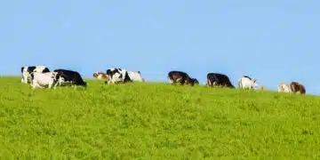 Cows On Grassy Hill