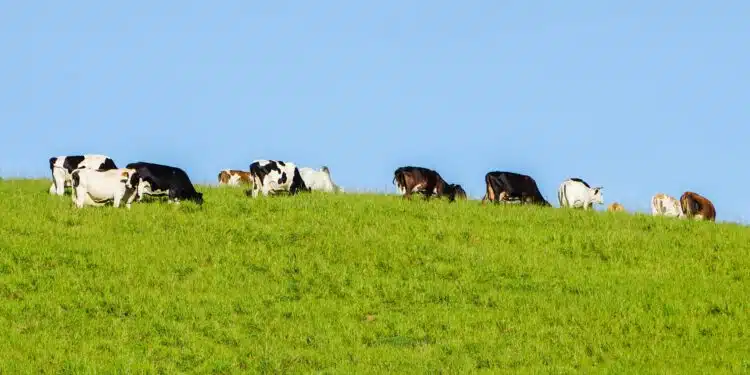 Cows On Grassy Hill